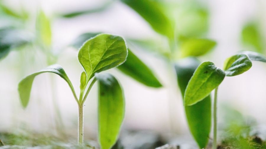 UK Restaurants Seek Sustainability