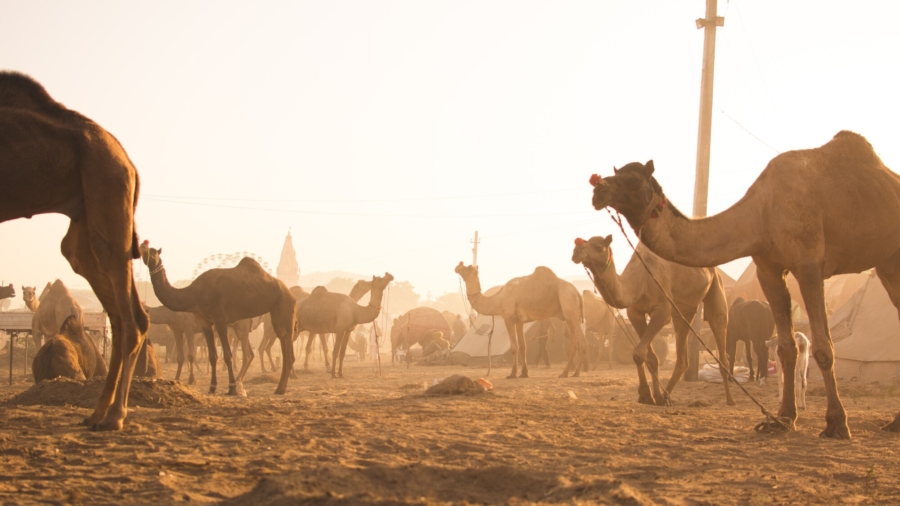 Kenya Safari Employs Camels as Transportation