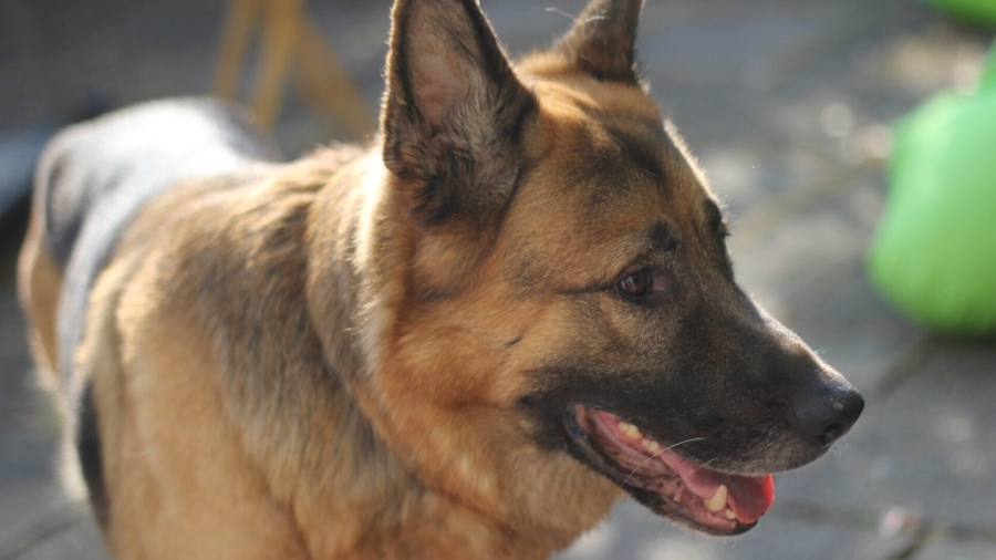 Hungarian Rescue Becomes Bomb Sniffer