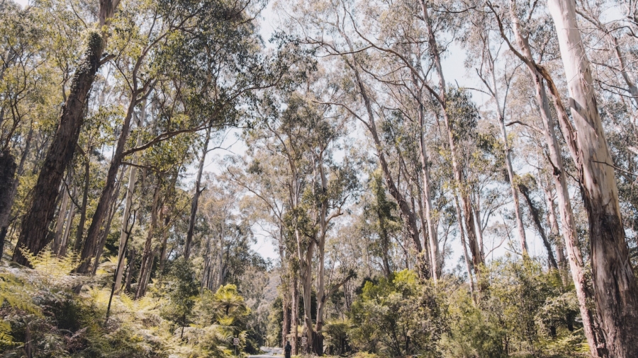 Australian Prescribed Burn Ignites Debate