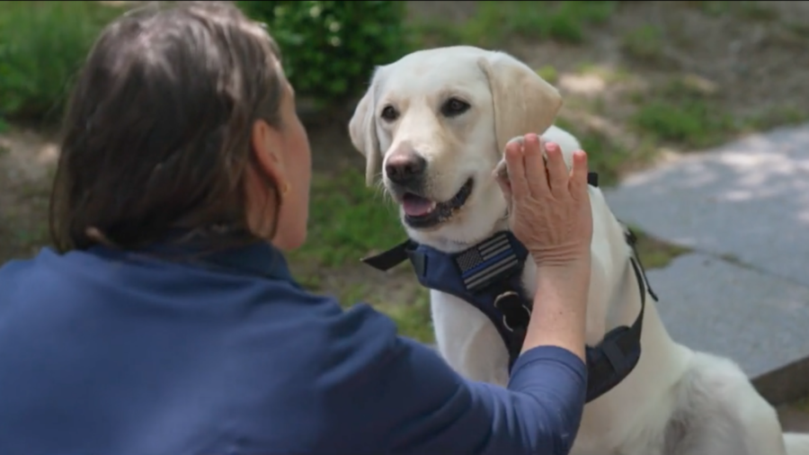 Puppies Help Veterans, NYPD Overcome Trauma