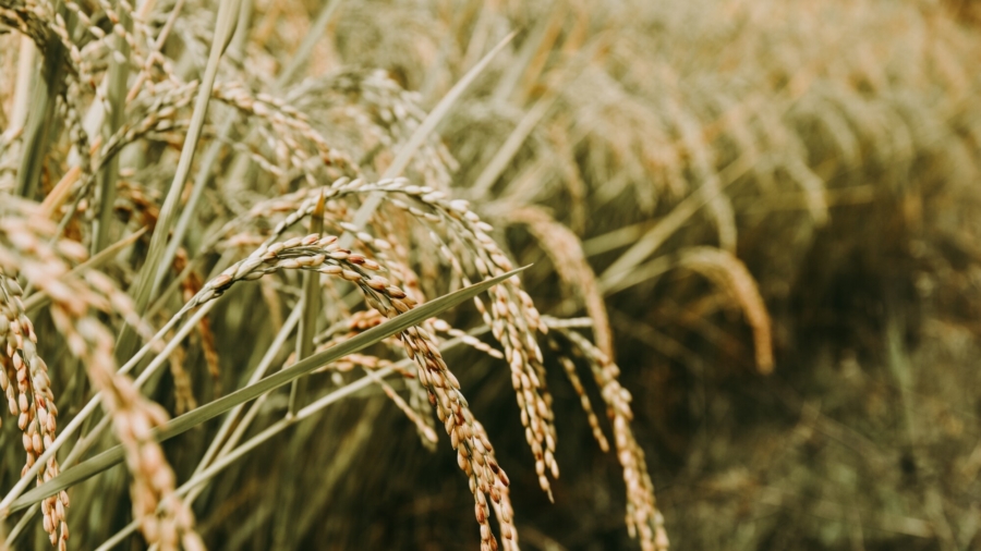 Rice Farming Returns to Crimea After 8 Years