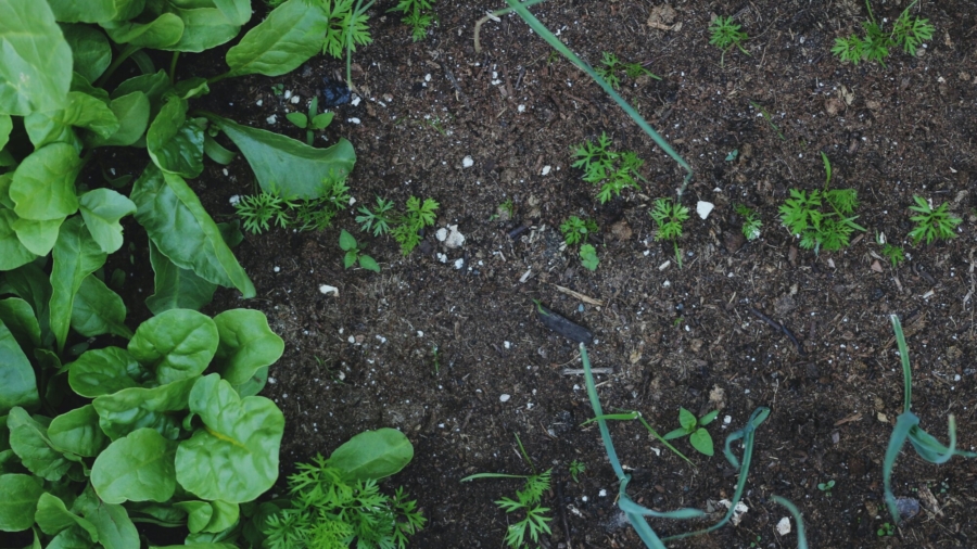 Invasive Jumping Worms in California