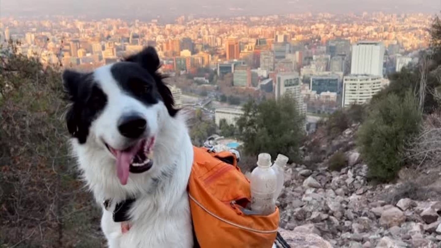 Green Superhero Dog Fights Trash in Chile