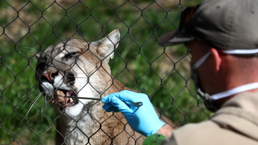 Mountain Lion Wandering School Rescued