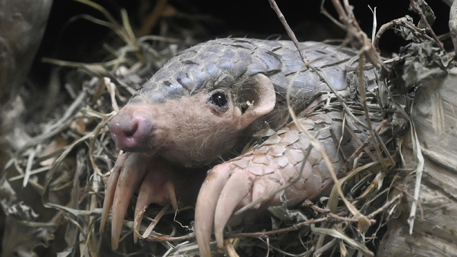 Prague Gets Taiwan Pangolins After China Fallout