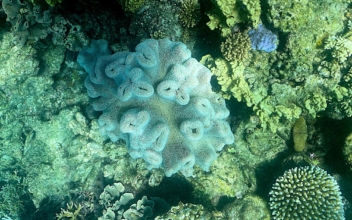 Australian Biologists Make Coral Breakthrough