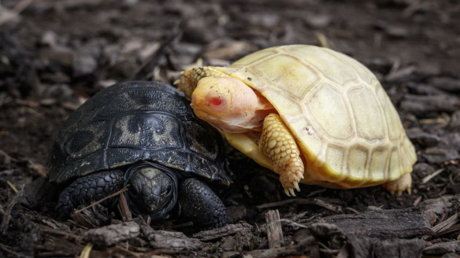 Rare Albino Galapagos Giant Tortoise Emerges