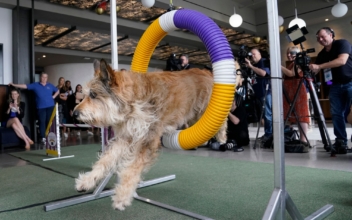 Sneak Peek Preview of Westminster Dog Show