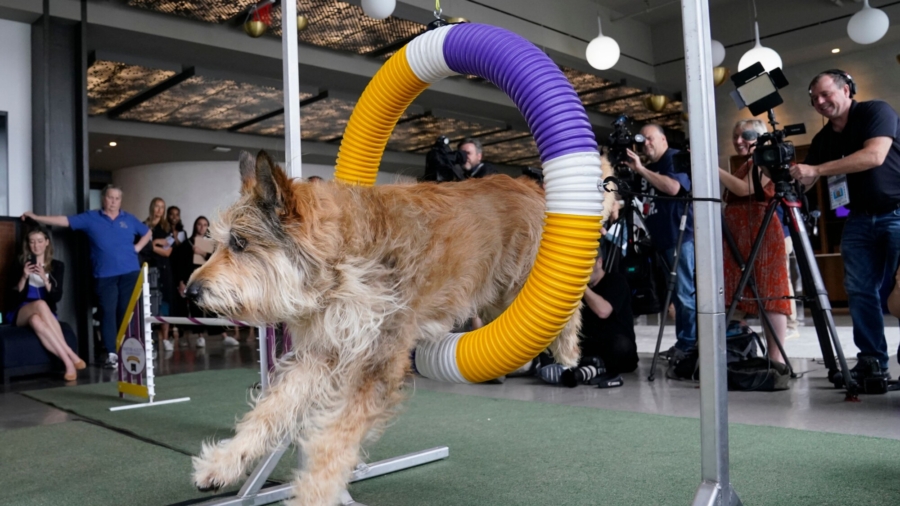Sneak Peek Preview of Westminster Dog Show