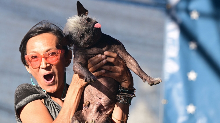 World's Ugliest Dog Contest Crowns Winner