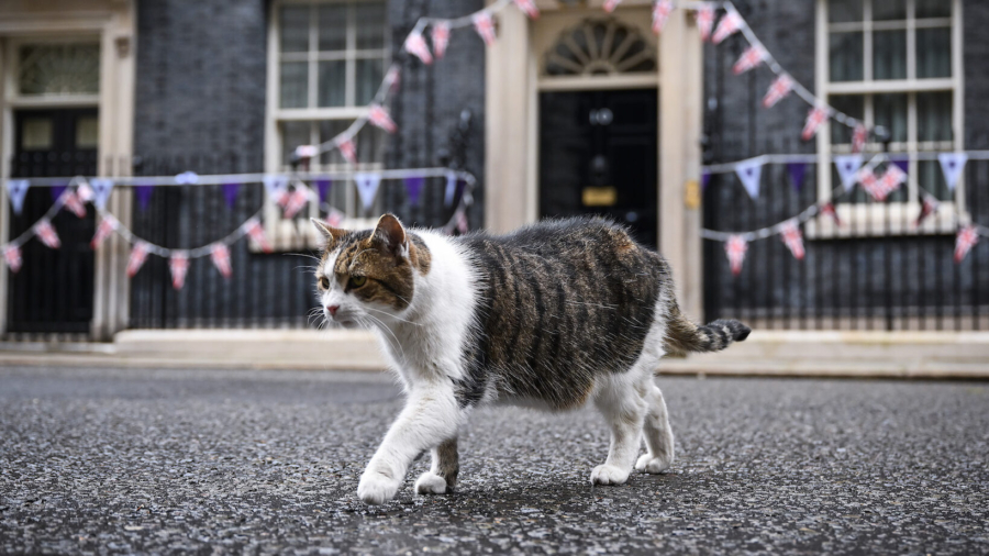 UKs Best Known Cat Resides in Downing Street