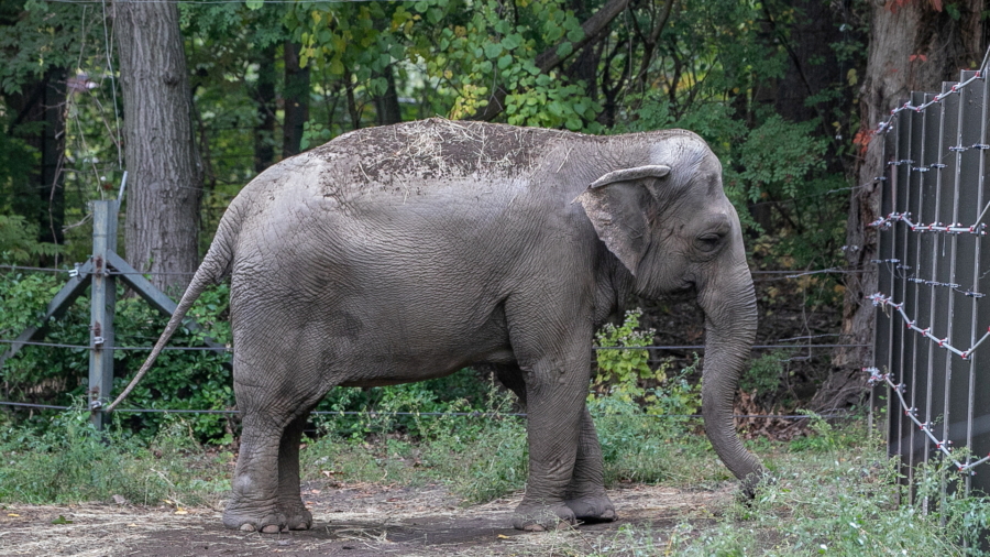 Happy the Elephant Is Denied Personhood, to Stay at Bronx Zoo