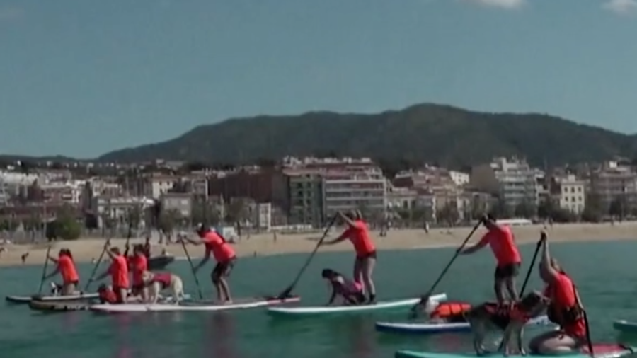 Dogs Participate in Paddle Board Race