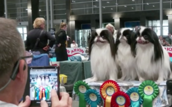 Madrid Holds International Dog Show Contests