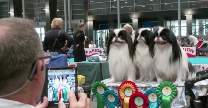 Madrid Holds International Dog Show Contests