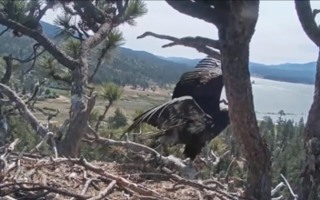 Spirit the Eaglet Takes Her First Flight