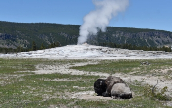 Yellowstone Bison Gores Colorado Man, Causes Arm Injury