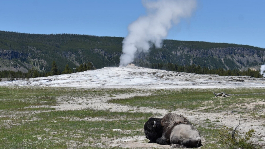 Yellowstone Bison Gores Colorado Man, Causes Arm Injury