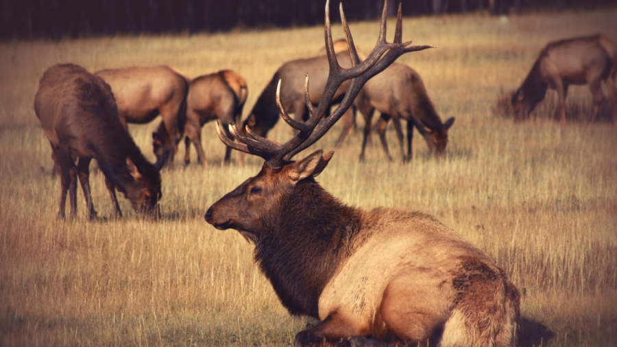 Project Preserves Canada's Caribou Population