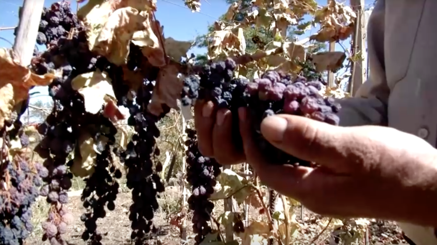 Exotic Wines in Chile's Atacama Desert