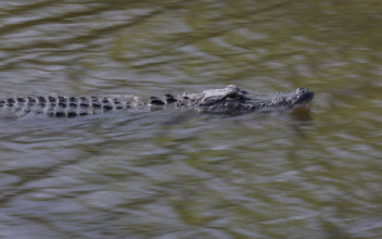 Officers ‘Arrest’ Alligator Walking Near Tampa Bay Stadium