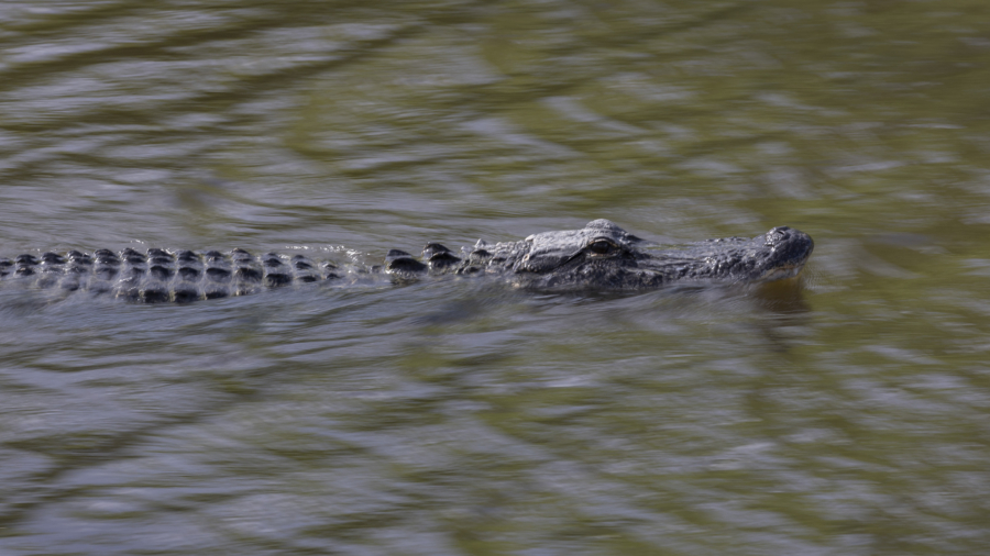 Officers ‘Arrest’ Alligator Walking Near Tampa Bay Stadium