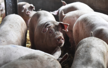 Potentially Fatal Superbug Found in British Pork Raises Concerns