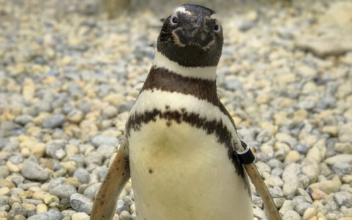 Oldest Magellanic Penguin at San Francisco Zoo Dies at 40