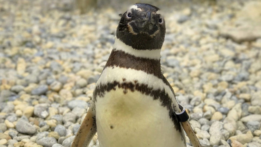 Oldest Magellanic Penguin at San Francisco Zoo Dies at 40