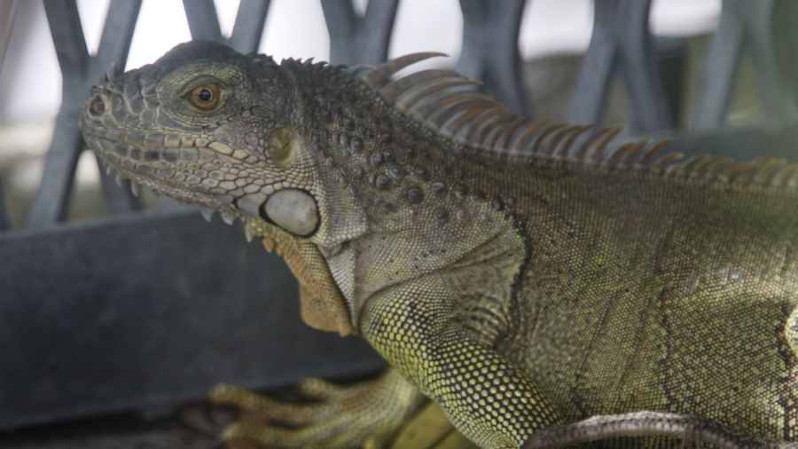 Florida Woman Surprised by Uninvited Iguana, in Her Toilet