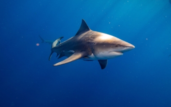 Sharks Bite 2 Fishermen in Florida Keys in Separate Incidents