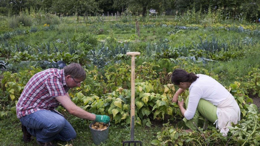 Australian Community Gardens Connect City Dwellers