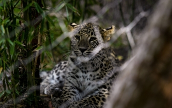 Conservationists Advocate for Persian Leopard