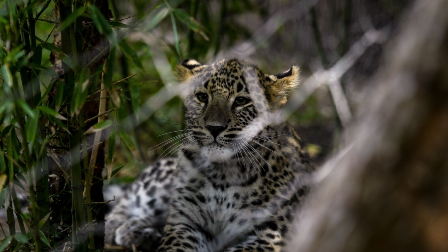 Conservationists Advocate for Persian Leopard