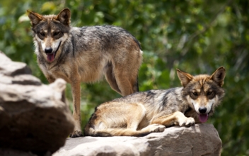 Feds Sued Over Plan for Endangered Wolves