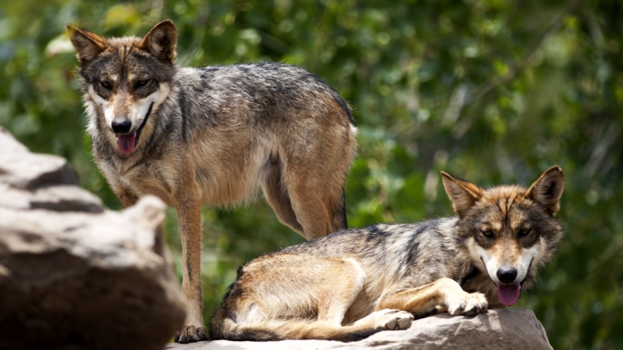 Protected Mexican Wolf Found Dead in Arizona, $100,000 Reward for Information