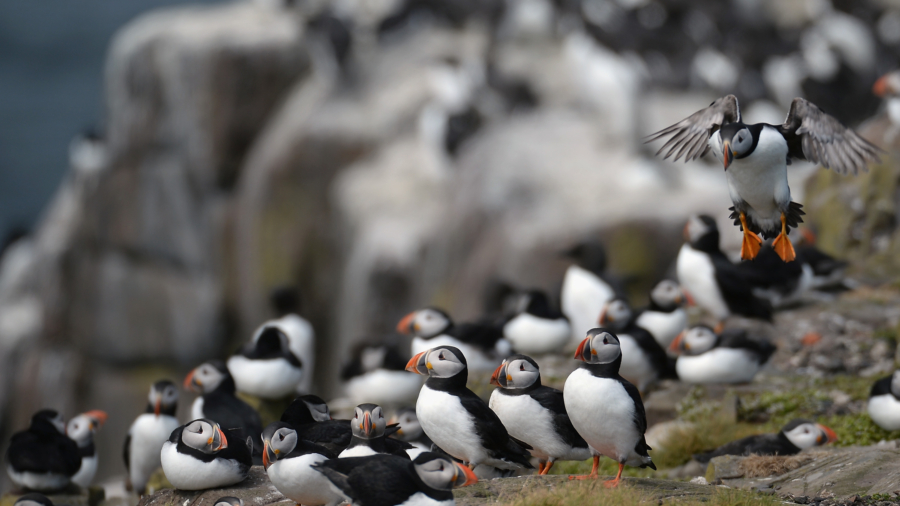 video poster