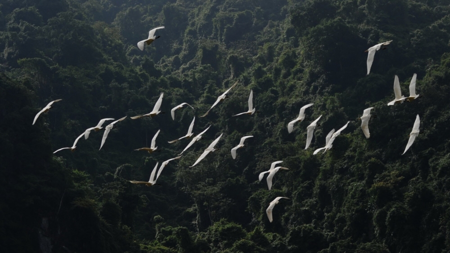 Vietnam Conservationists Set up Cameras