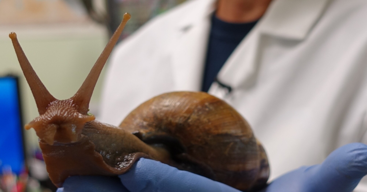 Giant African Land Snail That Can Spread Meningitis Spotted Again in