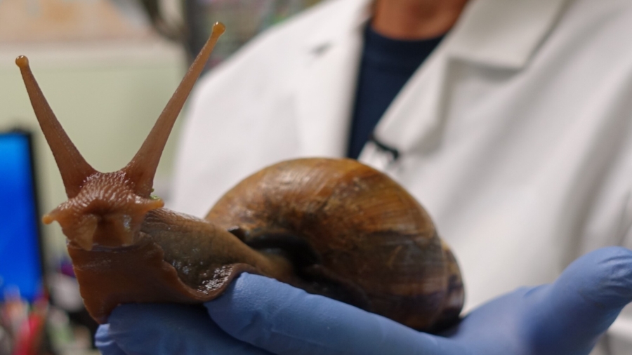 Giant African Land Snail That Can Spread Meningitis Spotted Again in Florida