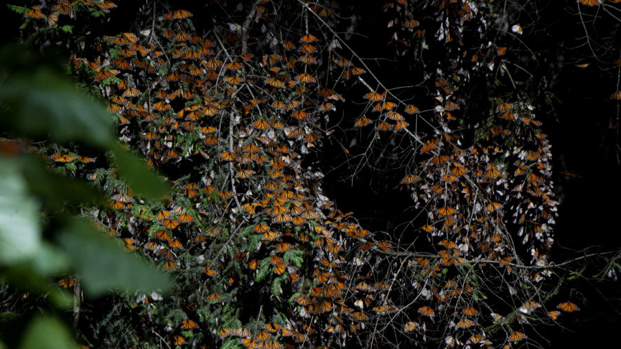 Monarch Butterflies Now Endangered Species