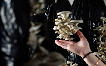 Belgian Mushrooms Thrive From Coffee Waste