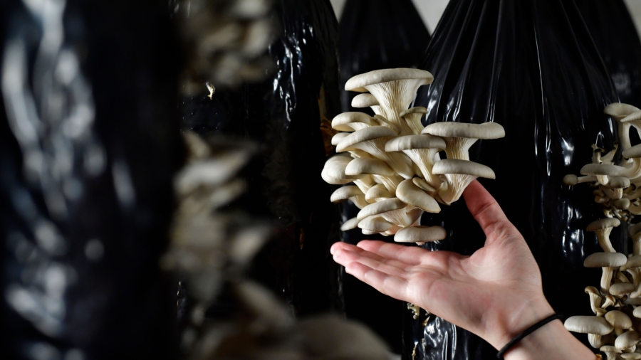 Belgian Mushrooms Thrive From Coffee Waste
