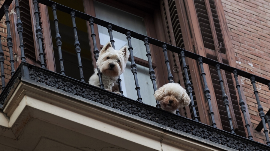 Pandemic Drives Pet Ownership in Spain