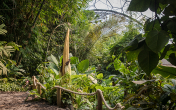 Rare Corpse Flower to Bloom in Silicon Valley