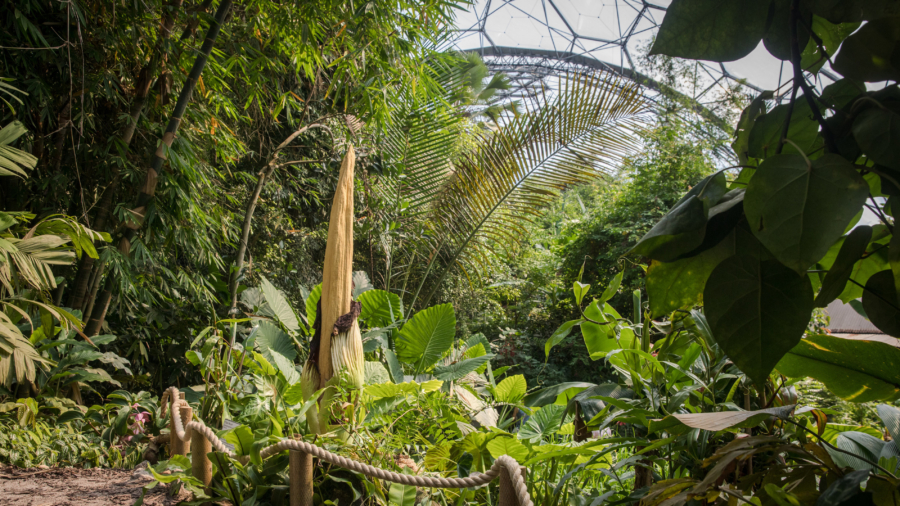 Rare Corpse Flower to Bloom in Silicon Valley