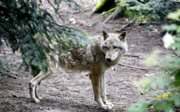Swiss Canton Gives Green Light to Shoot Wolves Attacking Cows