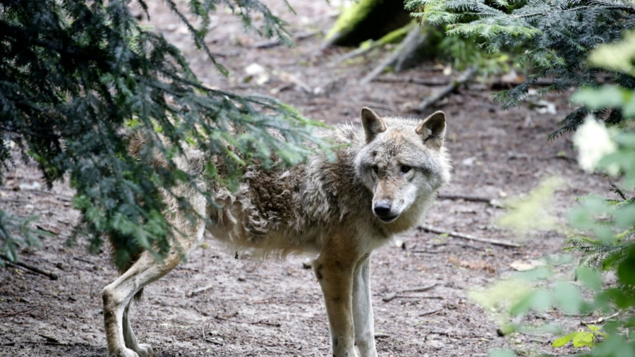 Swiss Canton Gives Green Light to Shoot Wolves Attacking Cows