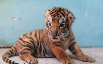 5th Endangered Bengal Tiger Born in Cuban Zoo